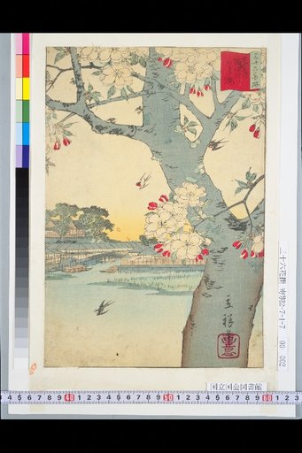 Eastern Capital Sumida River Double Cherry Blossom