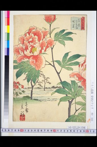 Tokyo Hyakka-en Peony