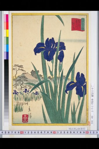 Eastern Capital Kinoshita-kawa Iris