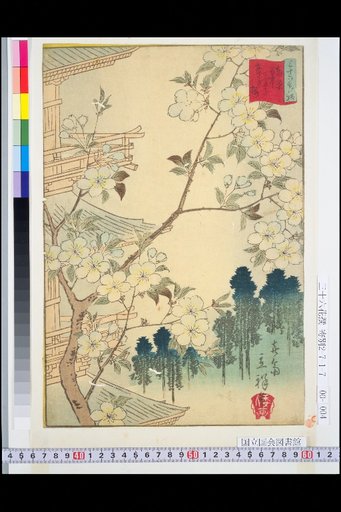 Tokyo Yanaka Tennoji Asagi Cherry