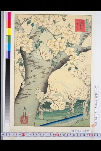 Eastern Capital Koganei Cherry Blossom