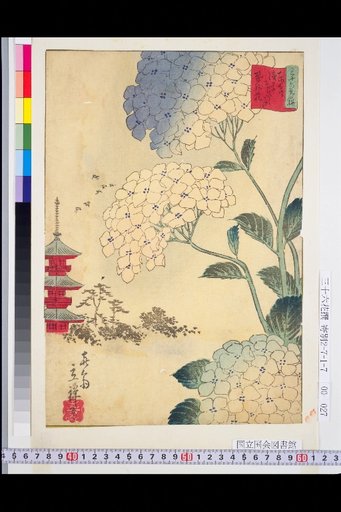 Eastern Capital Asakusa Hanayashiki Hydrangea