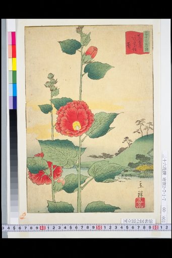 Eastern Capital Afuri-zaka Hollyhock