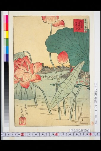 Tokyo Shinobazu Pond Lotus