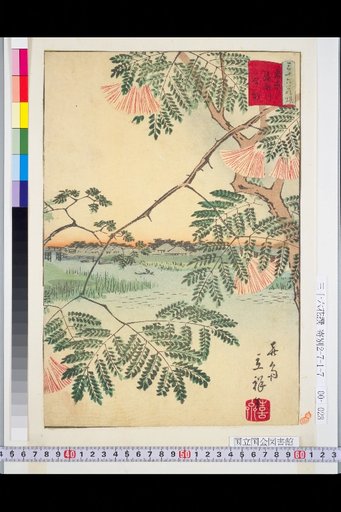 Tokyo Ayase-kawa Albizia