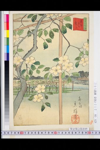 Eastern Capital Rikugo Pear