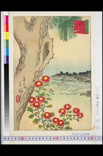 Tokyo Yanagishima Winter Chrysanthemum