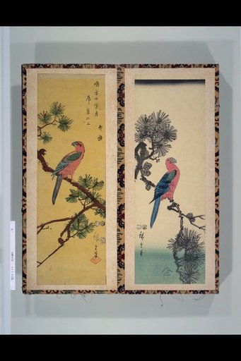 (Parrot on Pine), (Parrot on Pine)