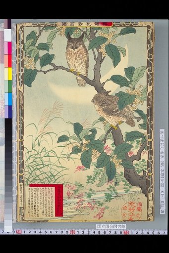 Bailei Flower-Bird Picture Album: Osmanthus and [Owl]