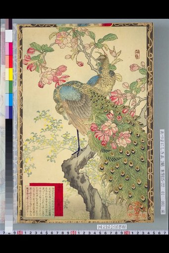 Bailei Flower-Bird Picture Album: Begonia and Peacock