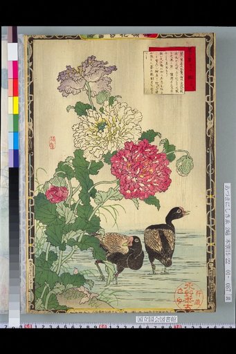 Bailei Flower-Bird Picture Album: Poppy and Teal
