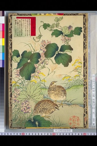 Bailei Flower-Bird Picture Album: Kuzu and Quail