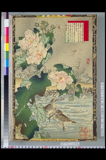 Bailei Flower-Bird Picture Album: Hibiscus and Snipe