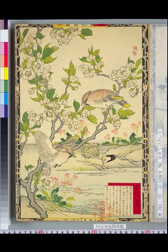 Bailei Flower-Bird Picture Album: Pear and Sparrow