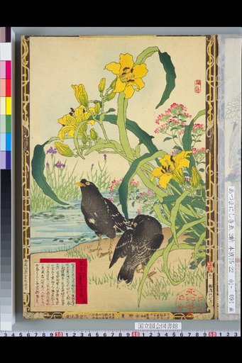 Bailei Flower-Bird Picture Album: Daylily and Myna
