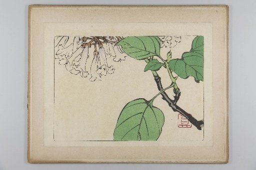Flower Comparison 2 (16 Illustrations)