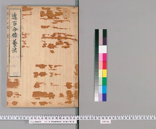 Method of Cultivating Translucent Lilies
