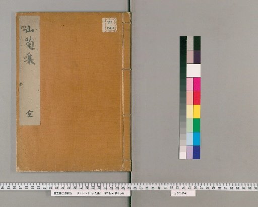 Collection of Mountain Chrysanthemums