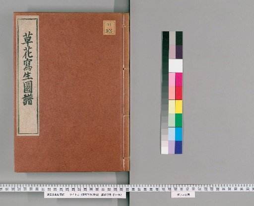 Illustrated Sketches of Grasses and Flowers