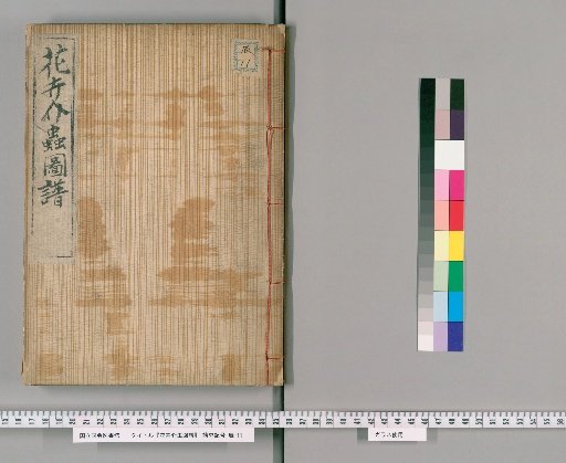 Illustrated Catalogue of Flowers, Plants, and Insects