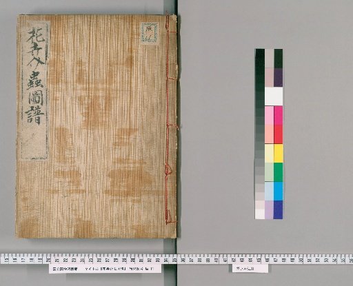 Illustrated Catalogue of Flowers, Plants, and Insects