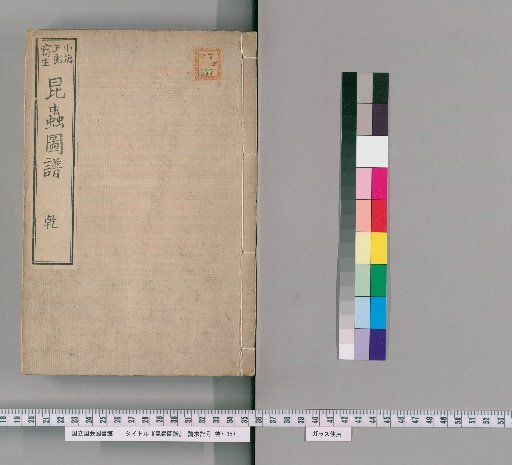 Illustrated Catalogue of Insects [1]