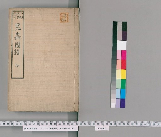 Illustrated Catalogue of Insects [2]