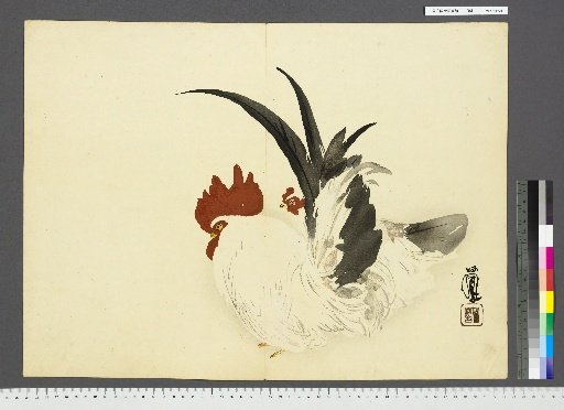 [Rooster]