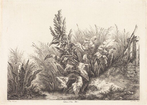Patience d'eau, étude (Study of a Patience-Dock)
