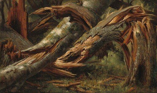 Fallen Tree