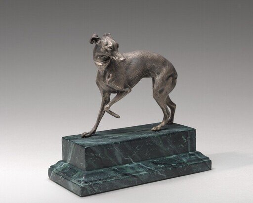 Whippet