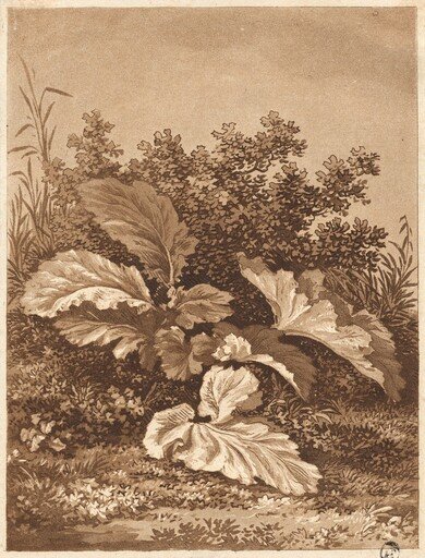 A Study of Leaves