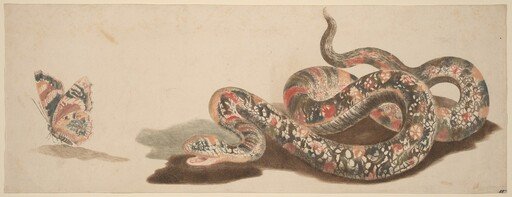Snake and Butterfly