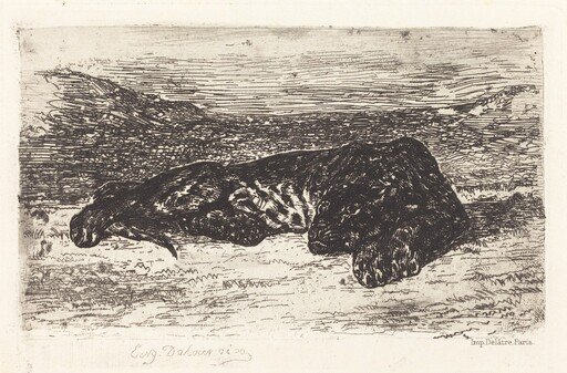 Tiger Sleeping in the Desert