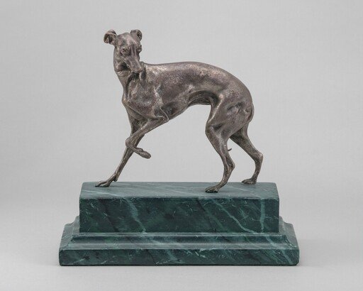 Whippet
