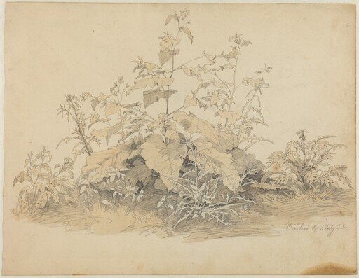 Wild Plants near Birstein