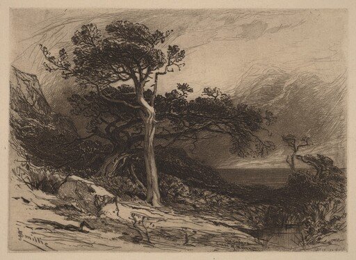 Old Cedars, Coast of Maine
