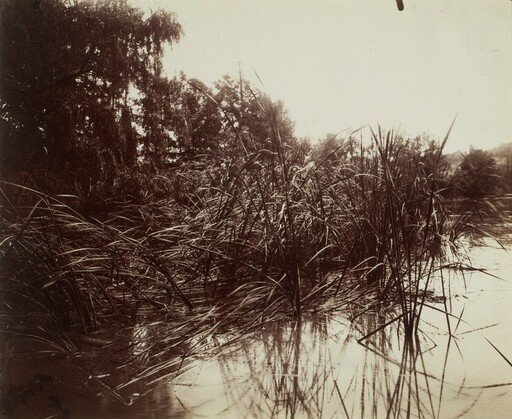 Roseaux, Étang du Plessis-Piquet