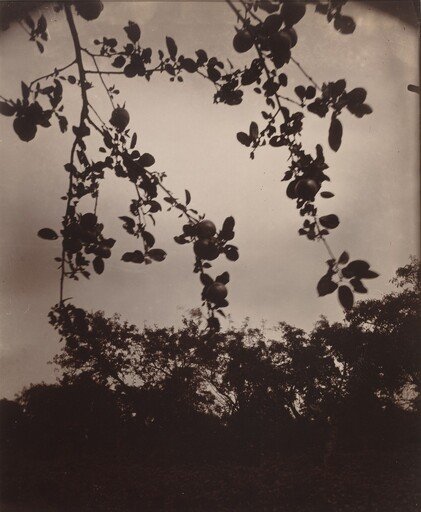 Branche de pommier