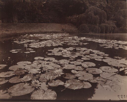 Nymphéas (Bagatelle)