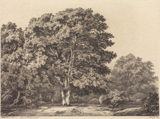Entrance to a Forest