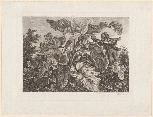 Plant Study with Burdock
