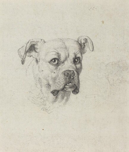 A Boxer