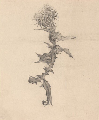 Thistle