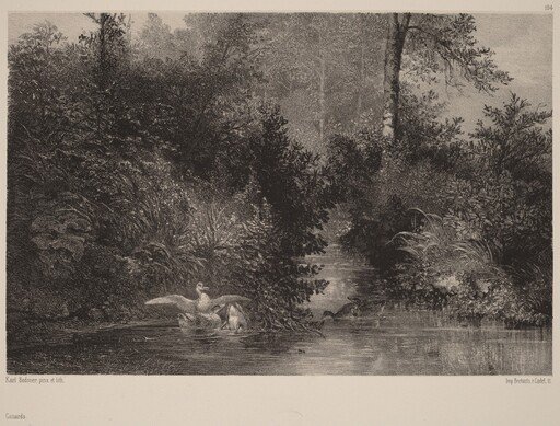 Canards
