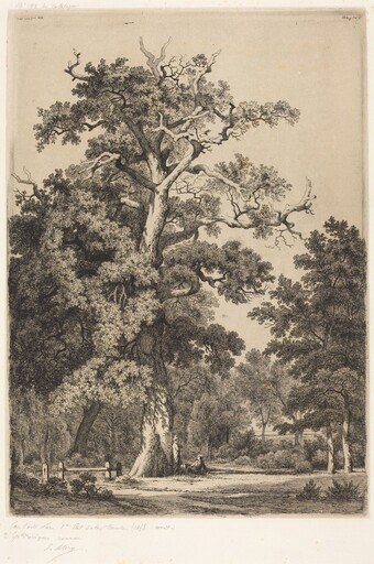 Ancient Oak in the Bois de Boulougne