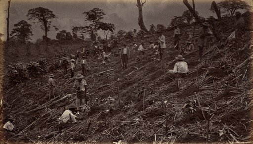 Setting out a Coffee Plantation at Antigua de Guatemala