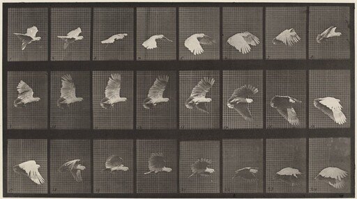 Plate Number 758. Cockatoo flying