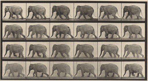 Plate Number 733. Elephant walking