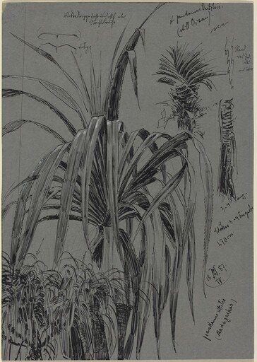Studies of Screwpines from Madagascar